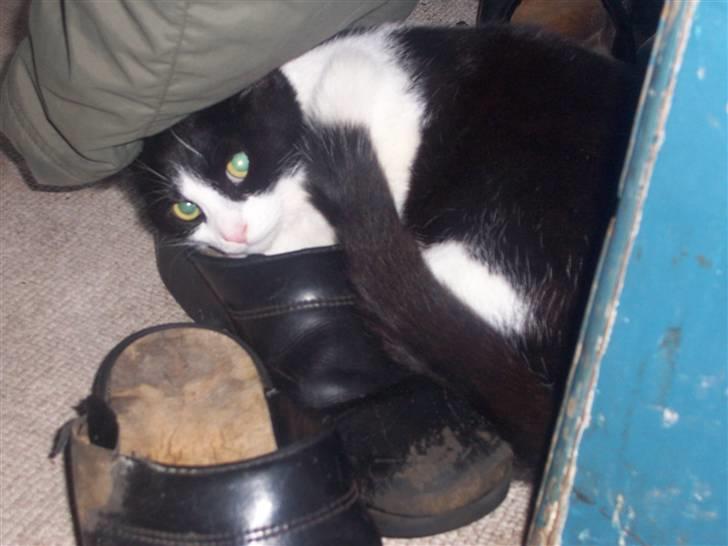 Huskat Gismo billede 3