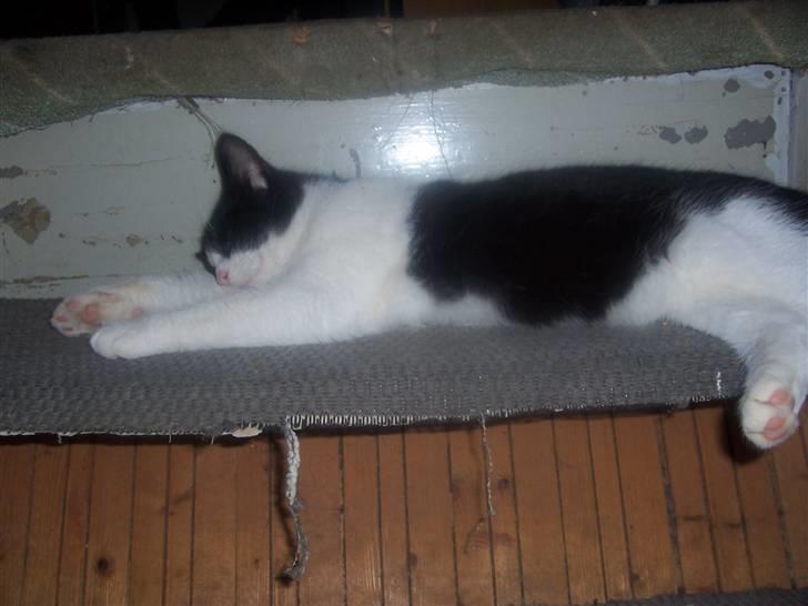 Huskat Gismo billede 4