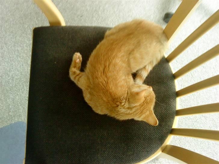 Huskat sille billede 8