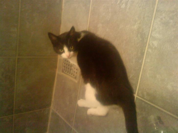 Huskat Gismo billede 5