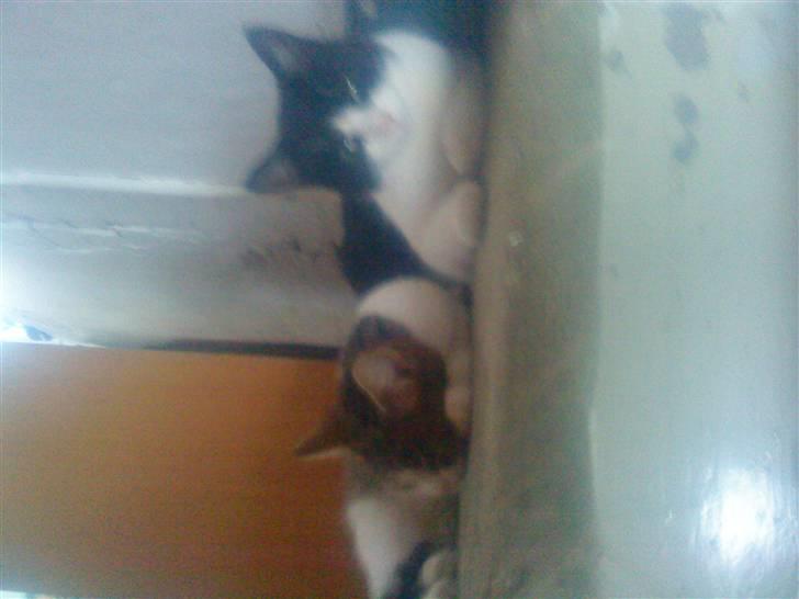 Huskat Gismo billede 6