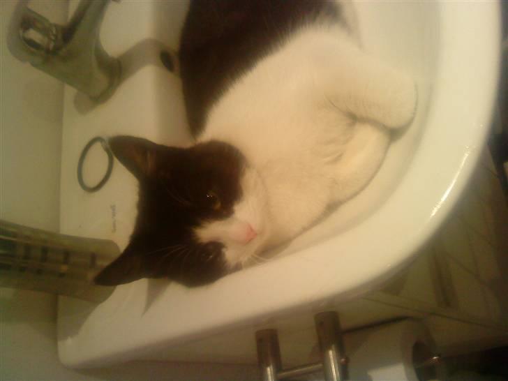 Huskat Gismo billede 7