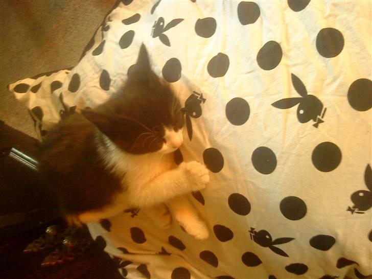 Huskat Gismo billede 8