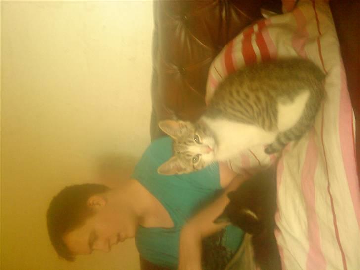 Huskat Tiger  billede 1