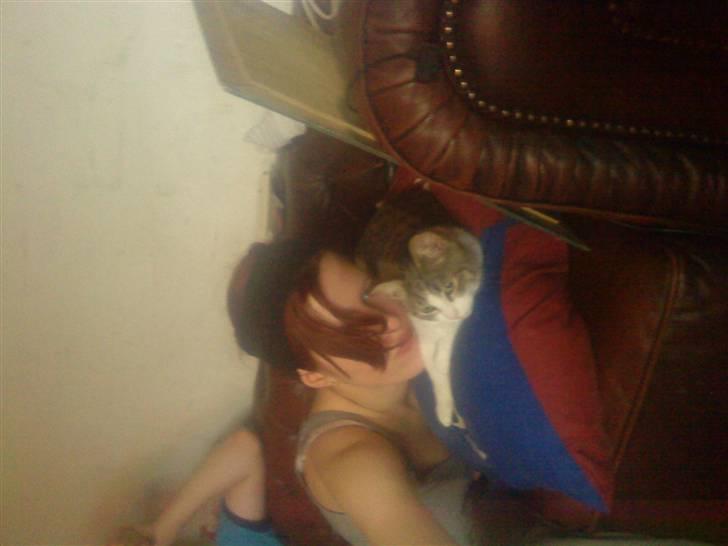 Huskat Tiger  billede 2