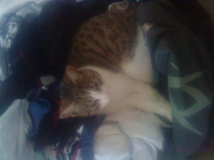 Huskat Tiger  billede 3