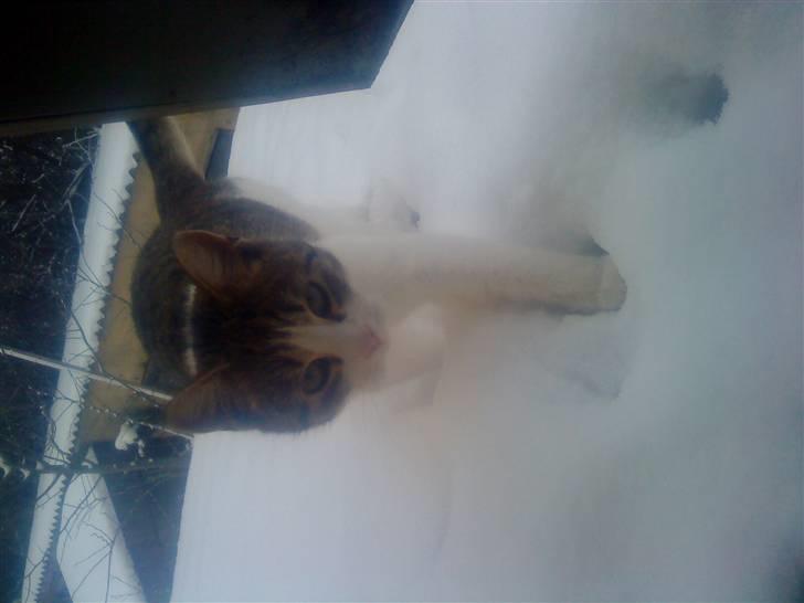 Huskat Tiger  billede 4