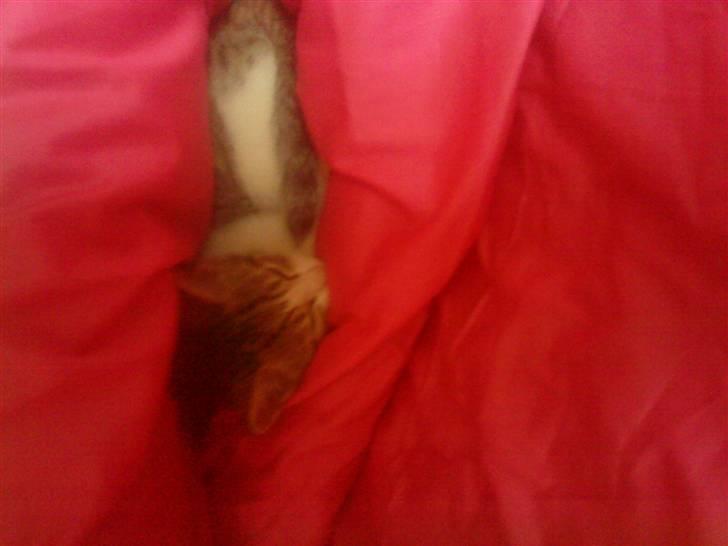 Huskat Tiger  billede 5