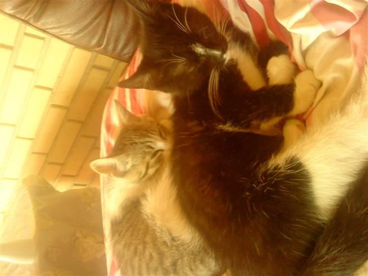 Huskat Tiger  billede 6