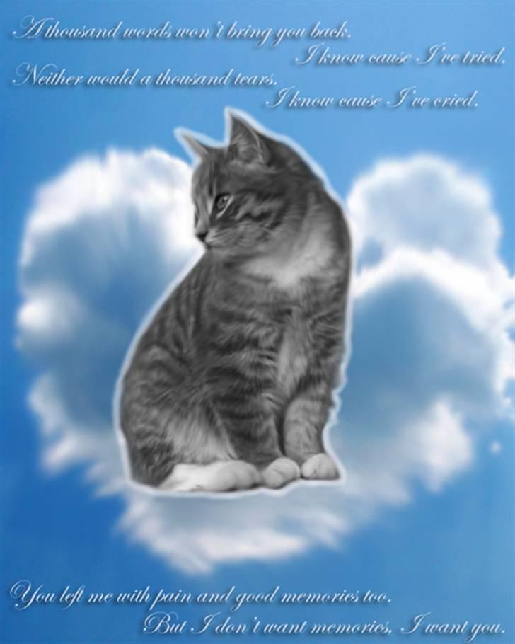 Blanding af racer Fister (mindeprofil) - Miss you. Every single day. billede 9