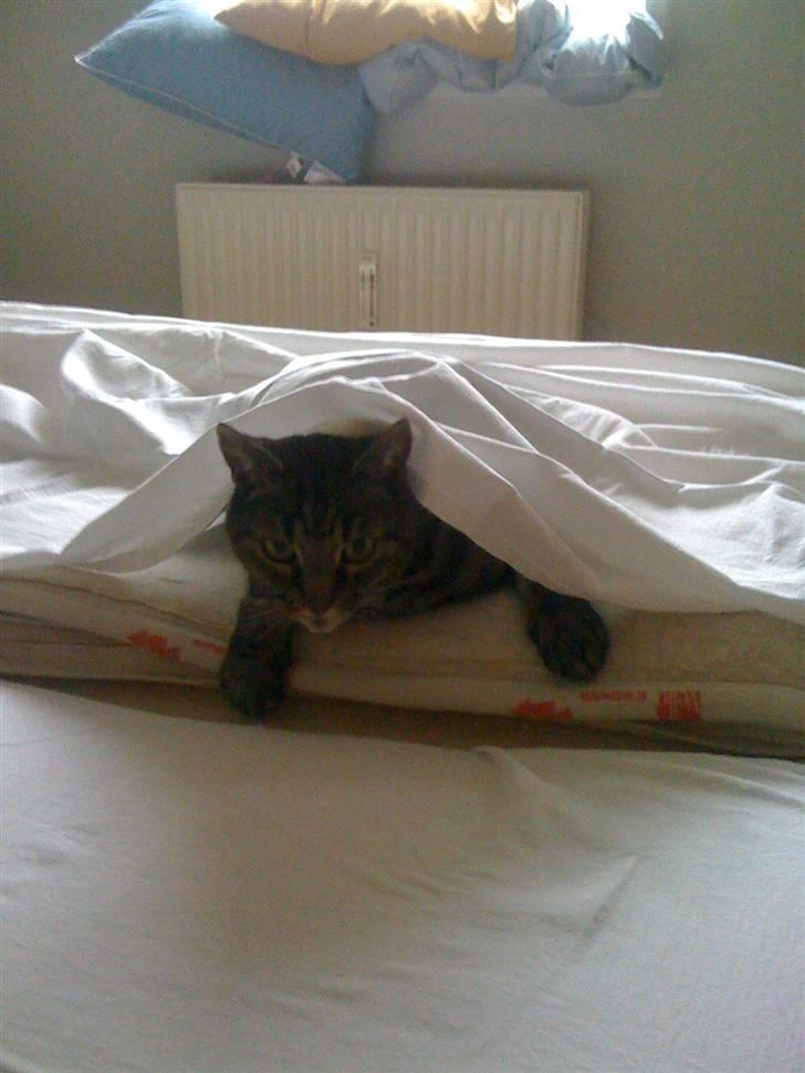 Huskat Kidder - Sådan sørger man for der ikke kommer nyt sengetøj på forløbeligt... Hihi billede 1