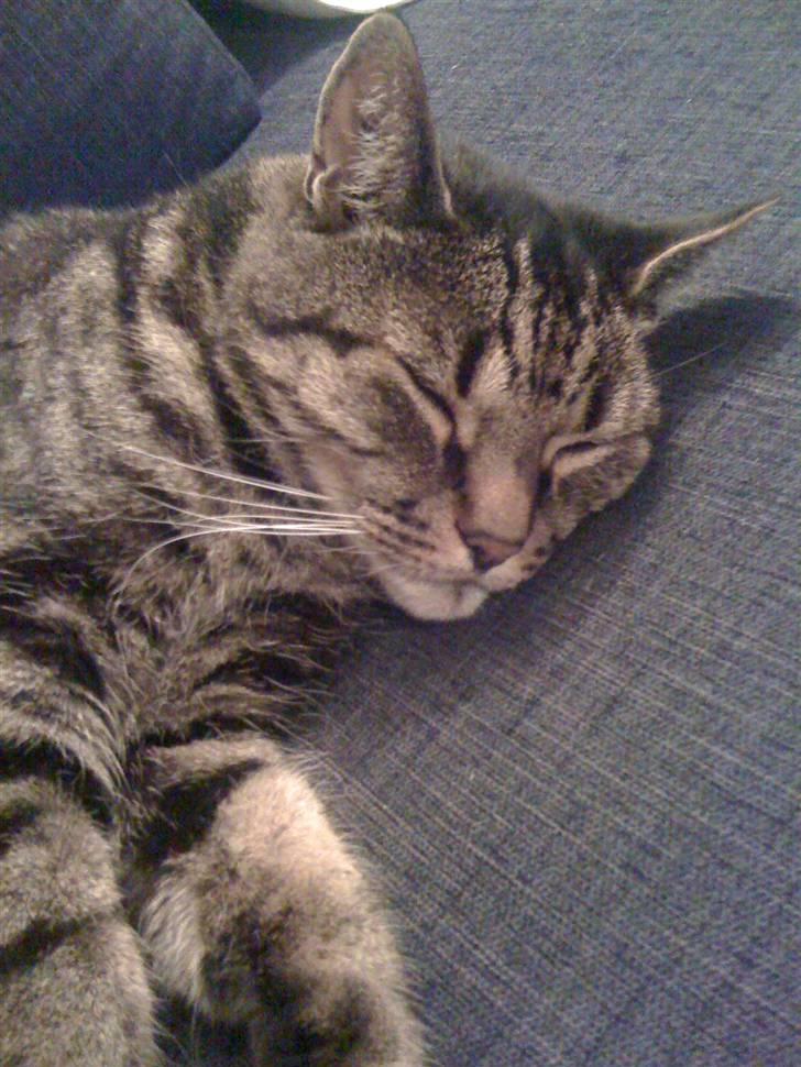 Huskat Kidder billede 2