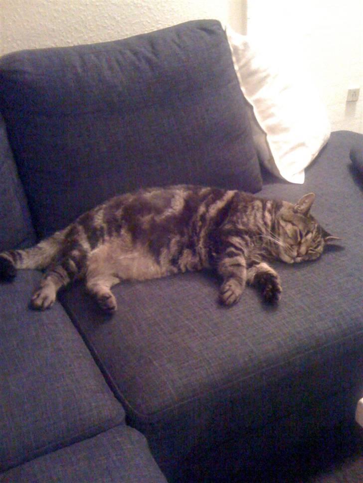 Huskat Kidder billede 3