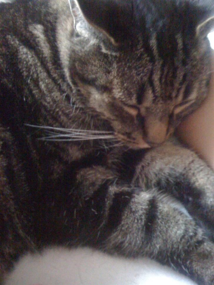 Huskat Kidder billede 4