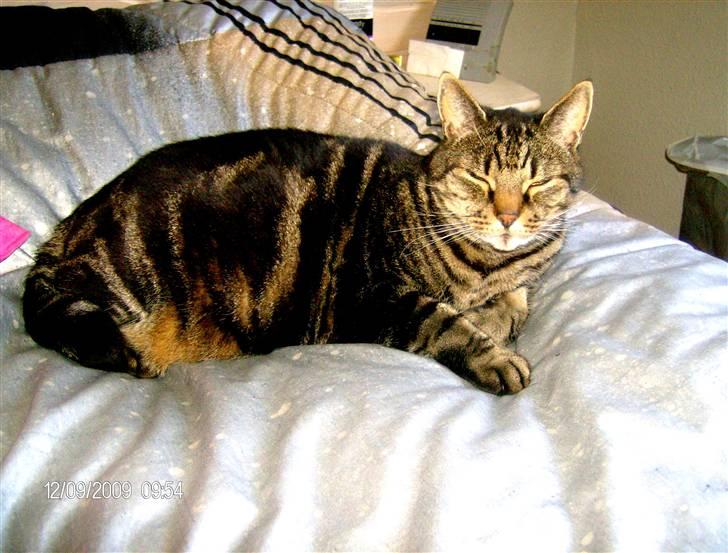 Huskat Kidder billede 5