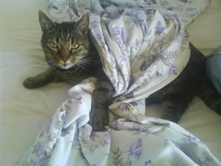 Huskat Kidder billede 6