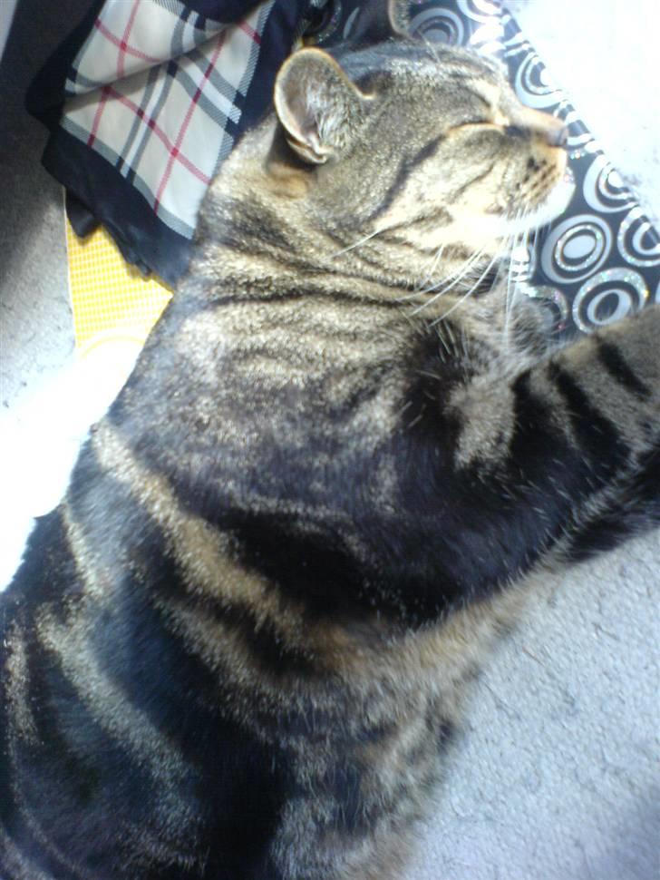 Huskat Kidder billede 7