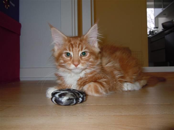 Maine Coon DK Bjørnholts Bernardino billede 9