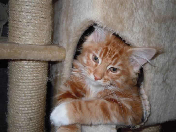 Maine Coon DK Bjørnholts Bernardino billede 10