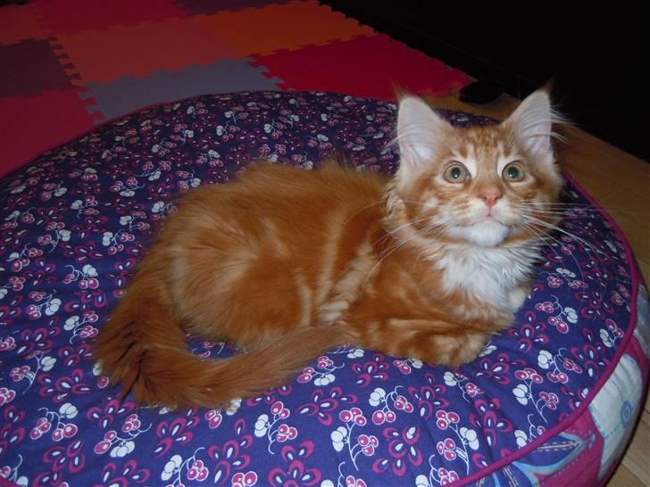 Maine Coon DK Bjørnholts Bernardino billede 11