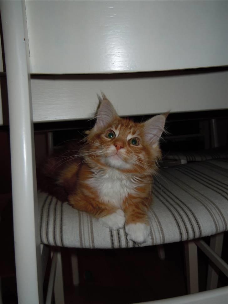 Maine Coon DK Bjørnholts Bernardino billede 12