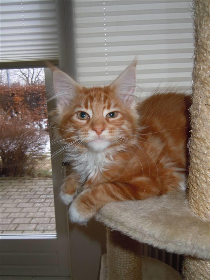 Maine Coon DK Bjørnholts Bernardino billede 13