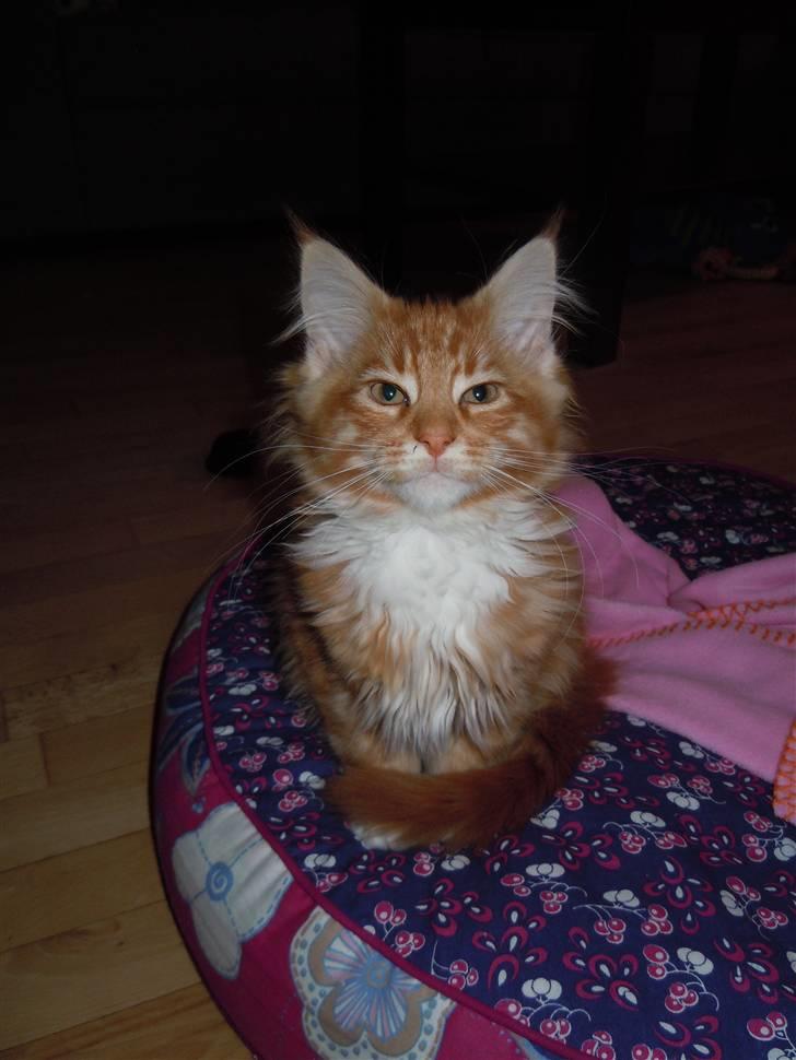 Maine Coon DK Bjørnholts Bernardino billede 14