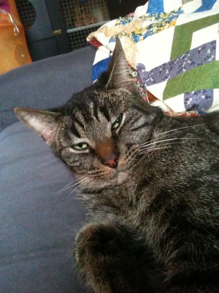 Huskat Tiger Mulle *på landet* - Hygge på sofaen billede 1