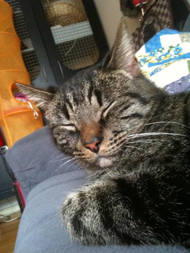 Huskat Tiger Mulle *på landet* - En meget træt misser billede 2