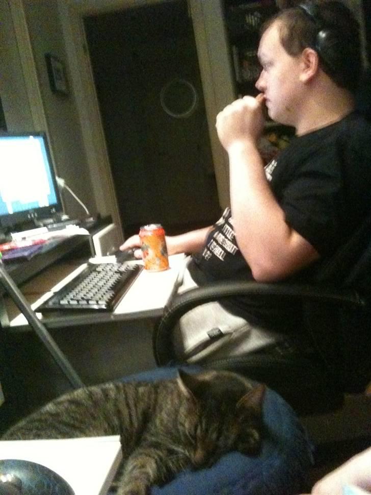 Huskat Tiger Mulle *på landet* - Mulles faste plads mellem computerene :D billede 3