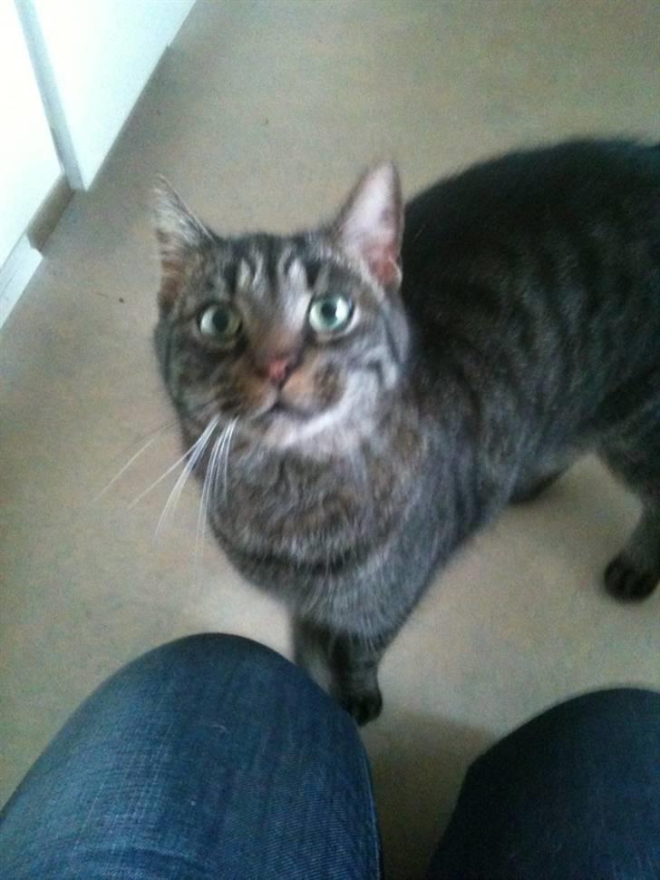 Huskat Tiger Mulle *på landet* - Lige da han var kommet hjem billede 5