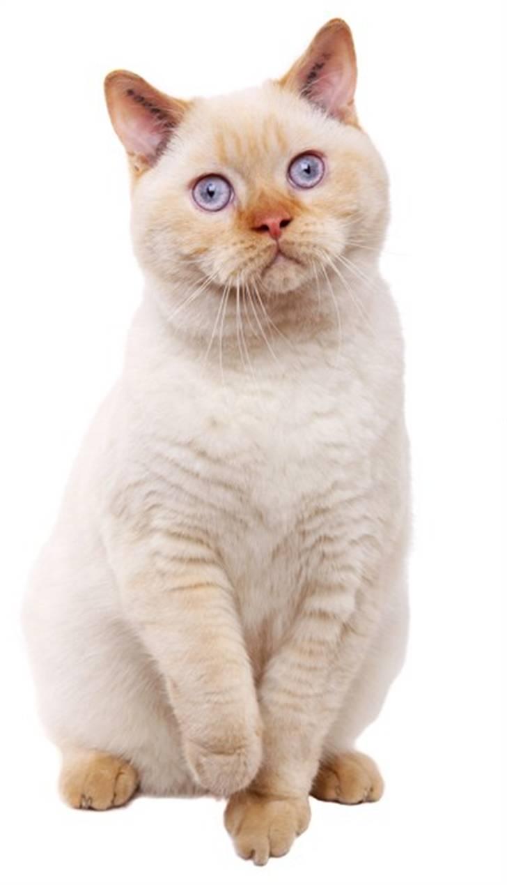 British Shorthair Picasso - FOTO: Brian Byriel - www.kattefotografen.dk billede 1