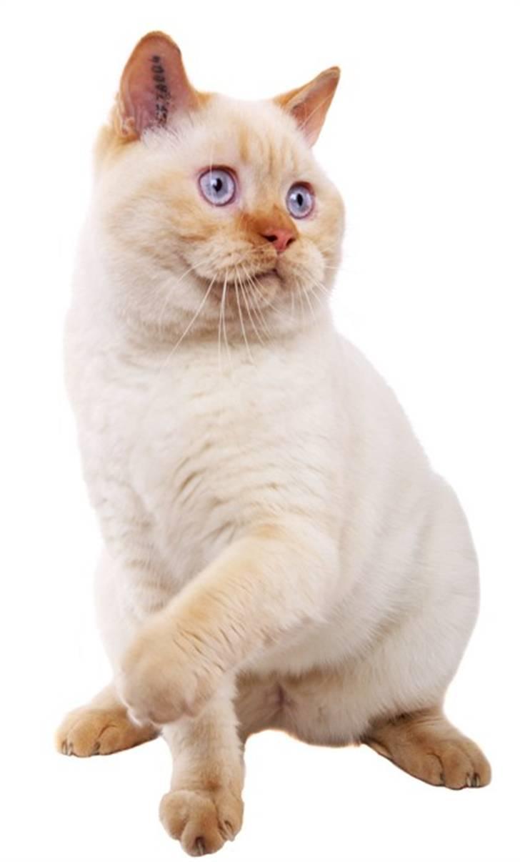 British Shorthair Picasso - FOTO: Brian Byriel - www.kattefotografen.dk billede 2