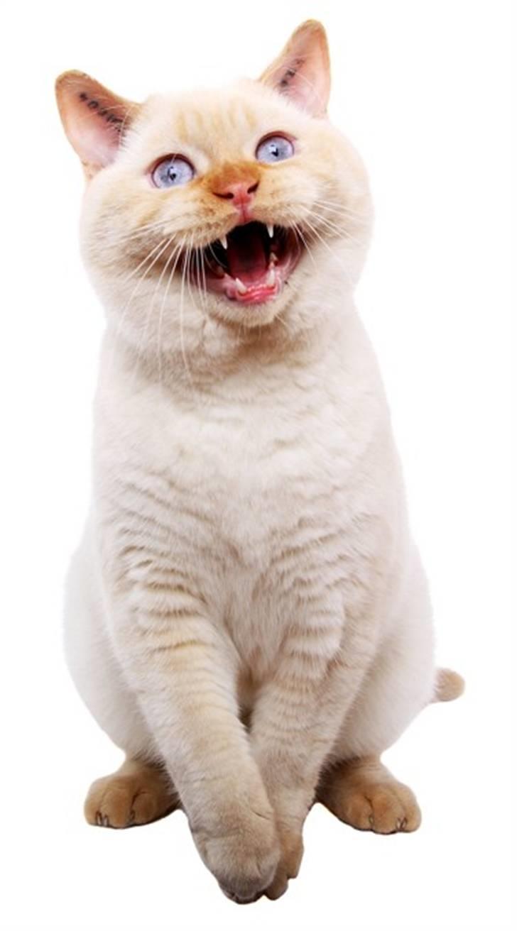 British Shorthair Picasso - FOTO: Brian Byriel - www.kattefotografen.dk billede 4