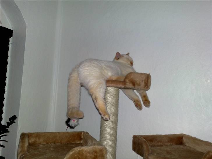 British Shorthair Picasso billede 5