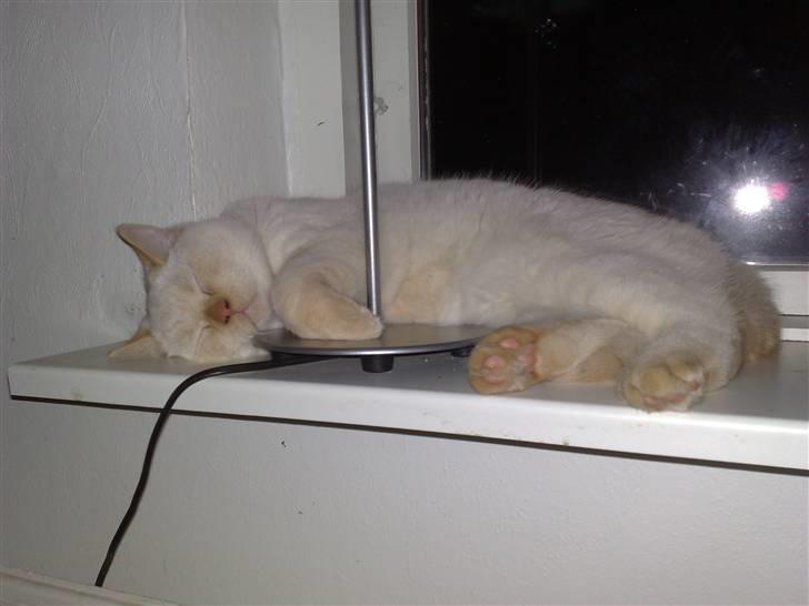 British Shorthair Picasso billede 6