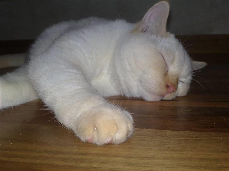 British Shorthair Picasso billede 7