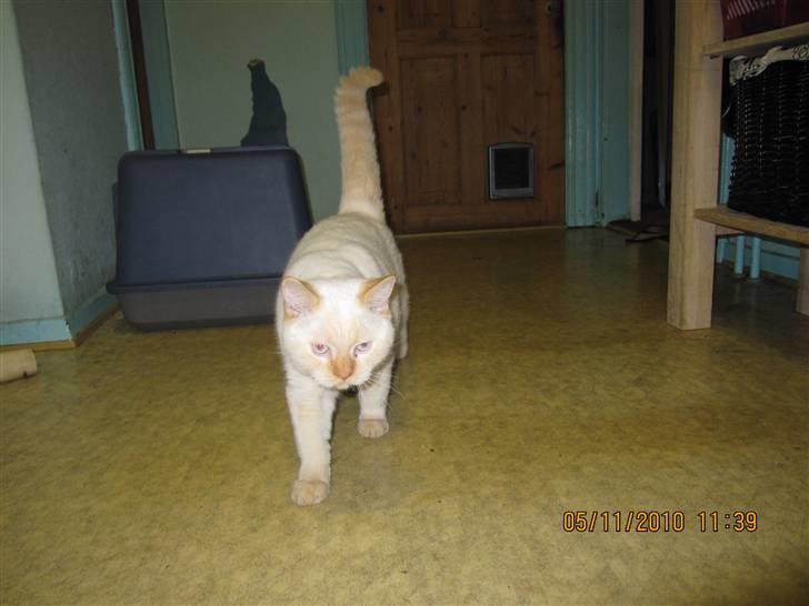 British Shorthair Picasso billede 8