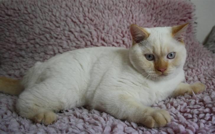 British Shorthair Picasso billede 9