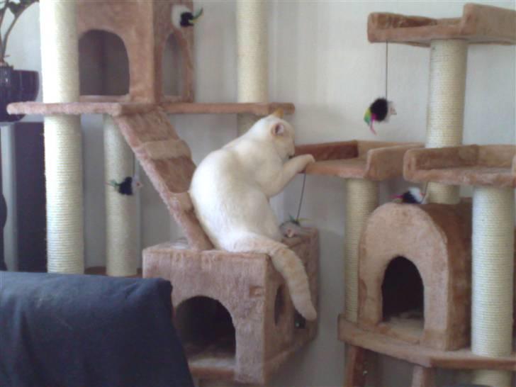 British Shorthair Picasso billede 10