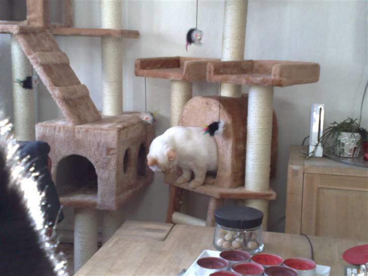 British Shorthair Picasso billede 11