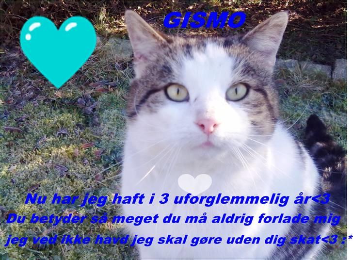 Huskat Gismo - Jeg har selv lavet dig<3 billede 15