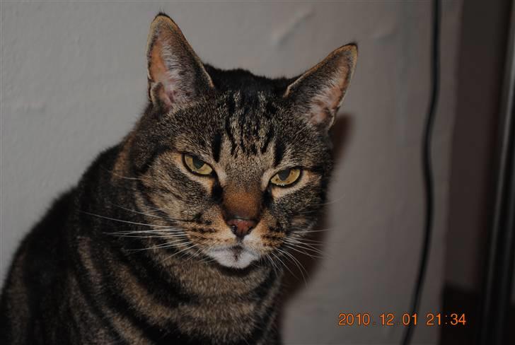 Huskat Kidder - Kidder billede 8