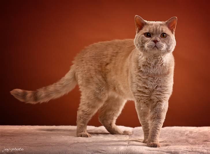 Selkirk Rex  Lykken Hassy  billede 19