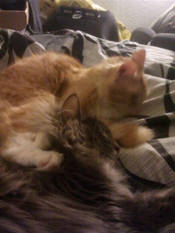 Blanding af racer Futte billede 9