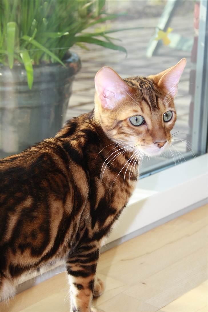 Bengal Nando billede 5