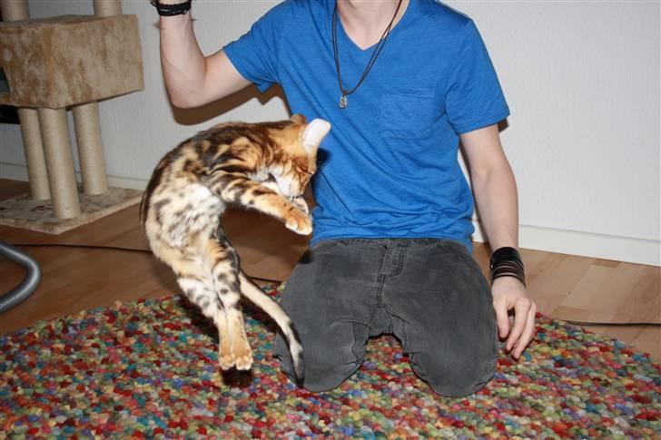 Bengal Nando billede 2