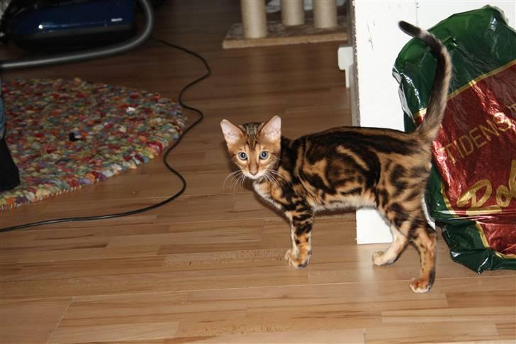 Bengal Nando billede 3