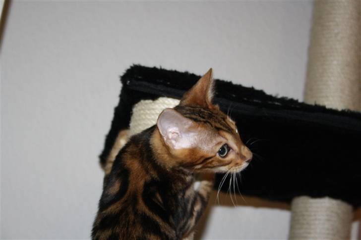 Bengal Nando billede 8