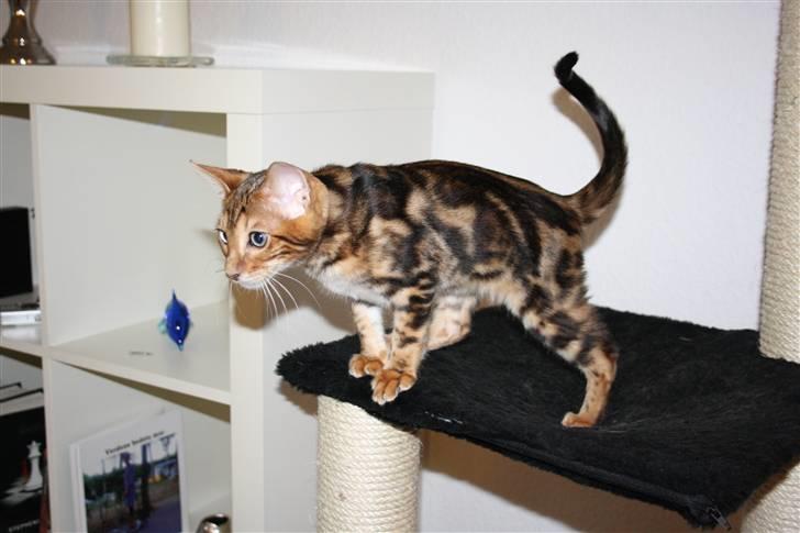 Bengal Nando billede 4